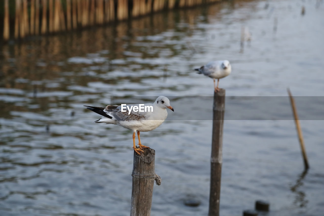 BIRD PERCHING ON WOODEN POST