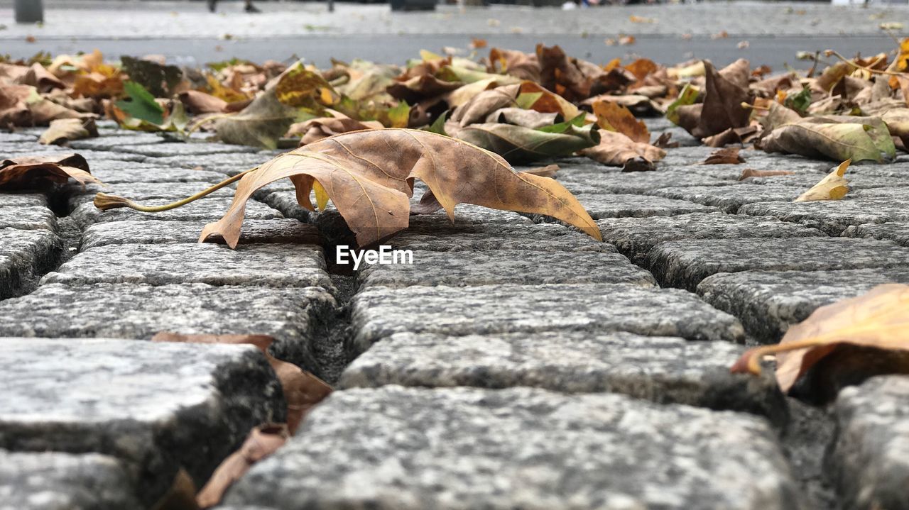 Close-up of dry leaves on footpath