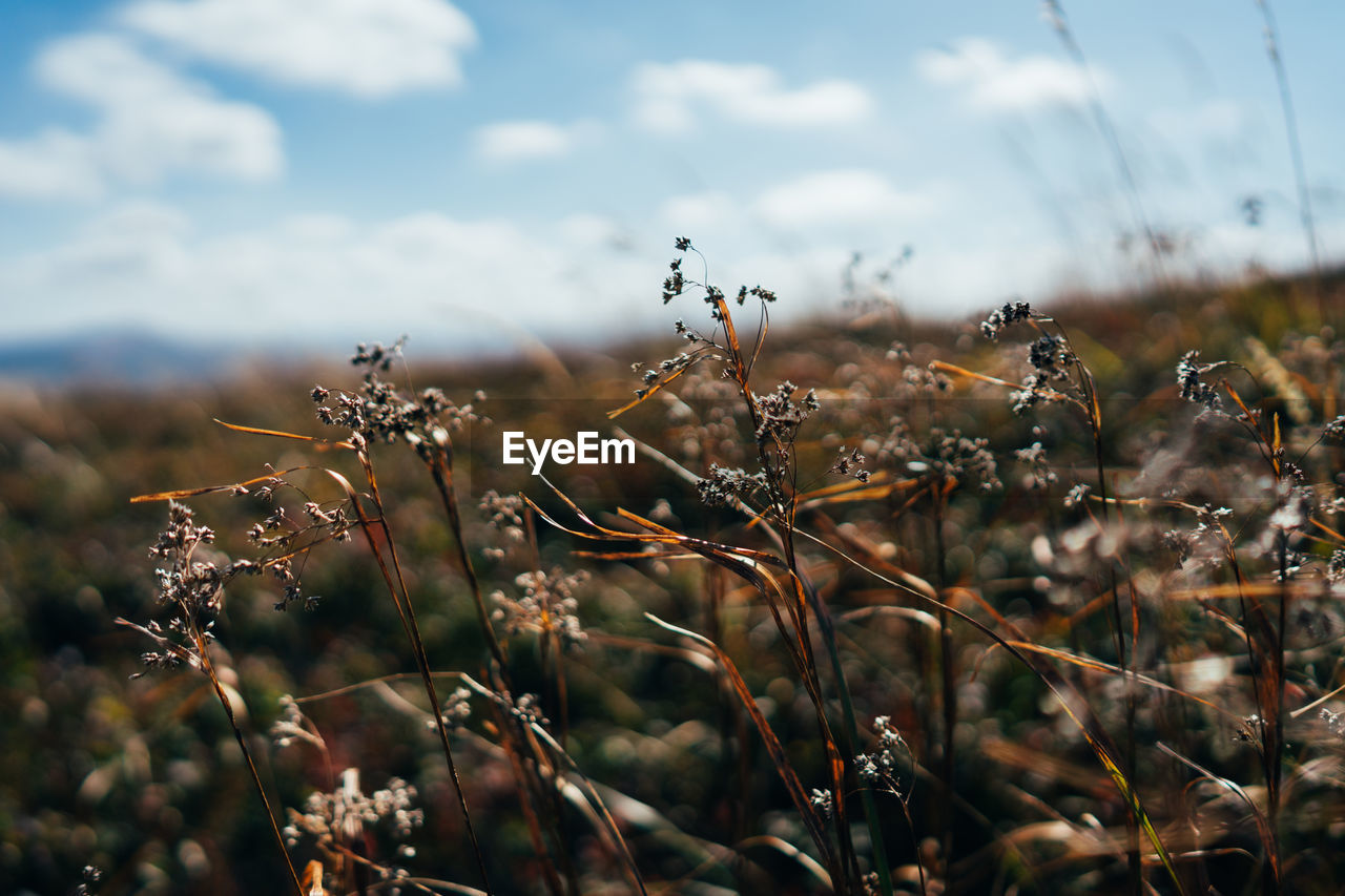 Close-up of plants on field against sky