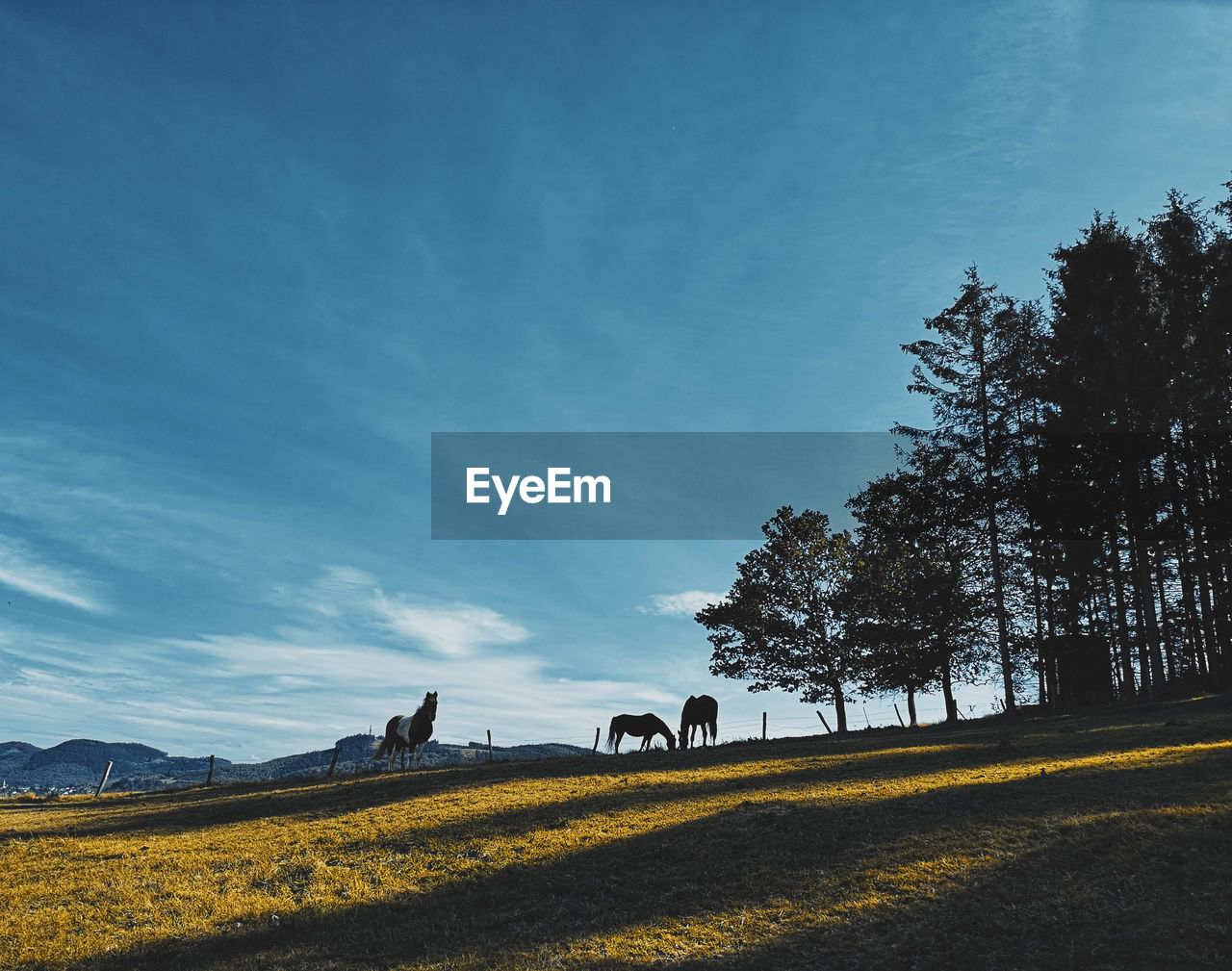 Sky, horses and nature
