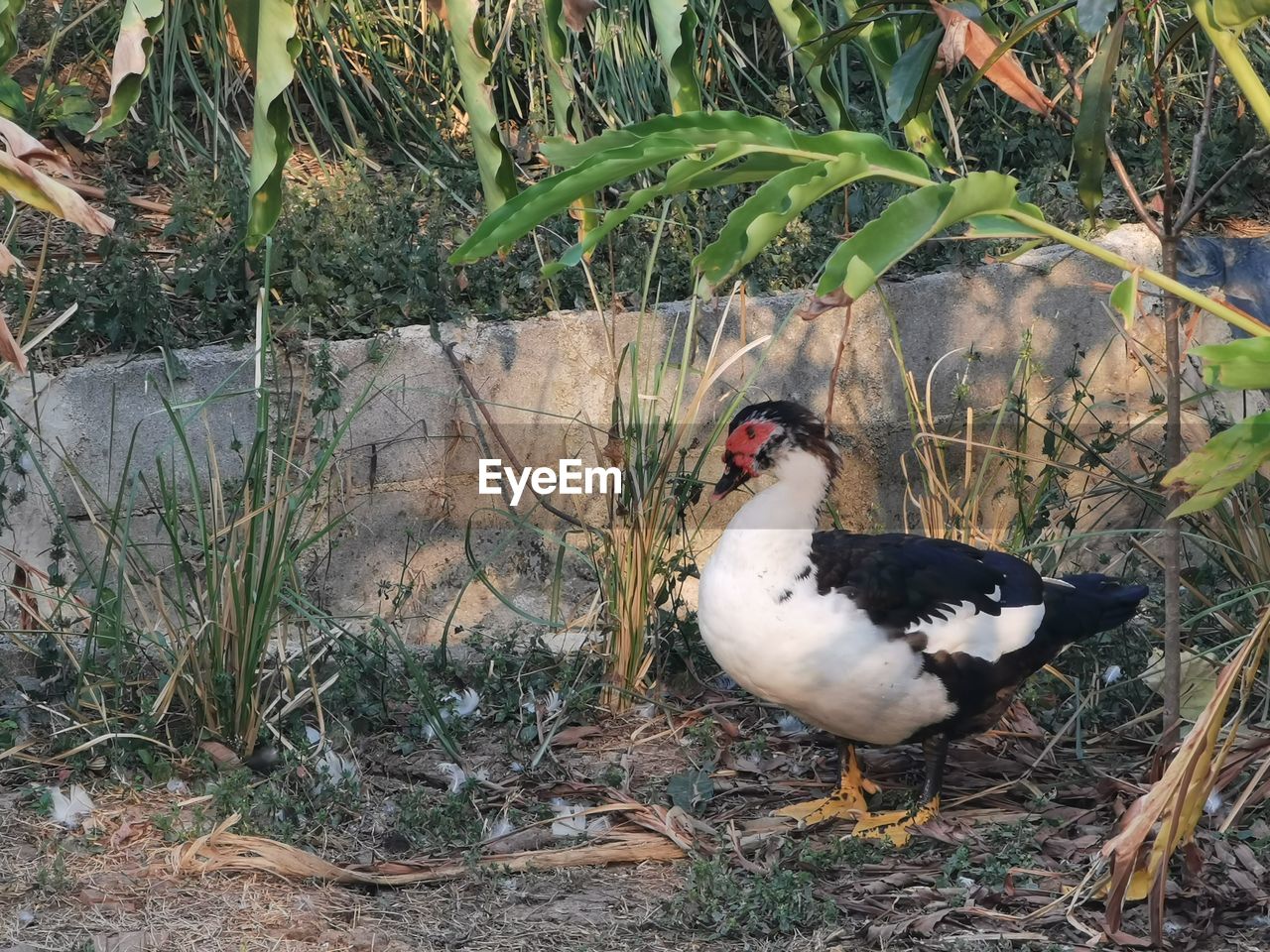 VIEW OF BIRD PERCHING ON LAND