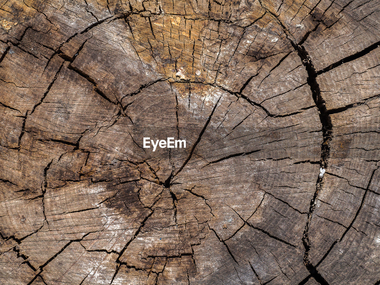 Full frame shot of textured tree stump
