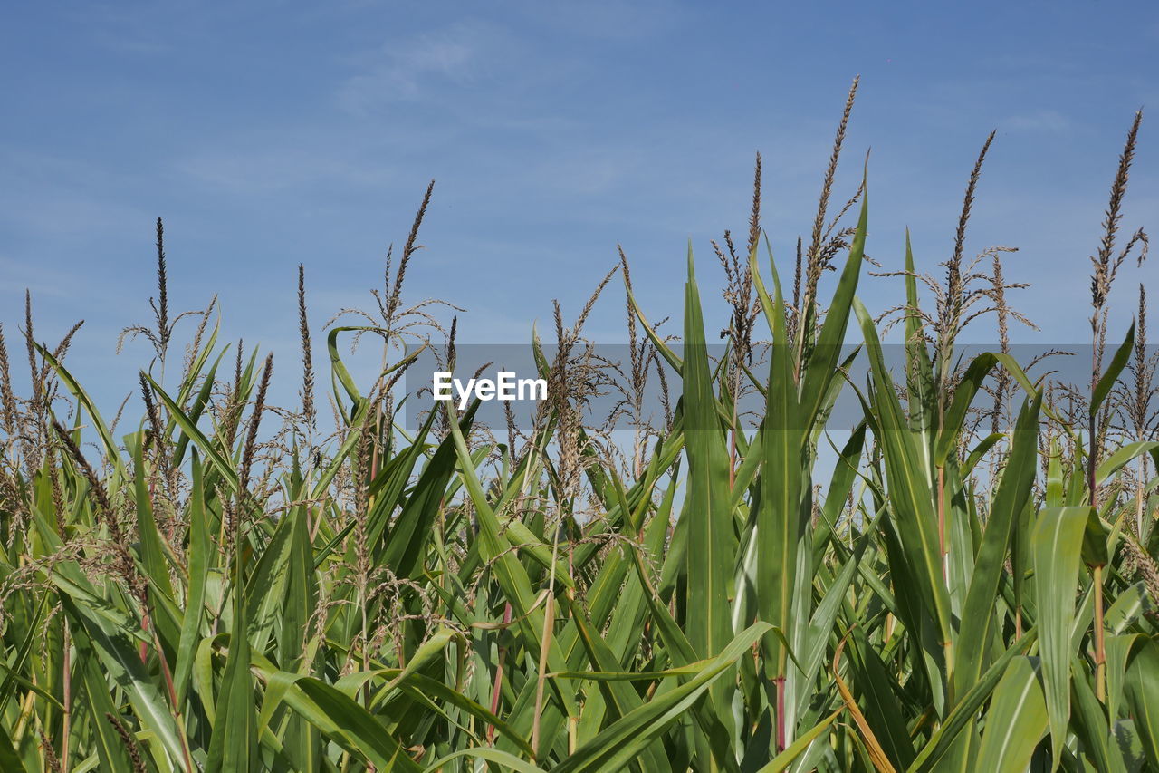 Close-up of stalks in field against sky