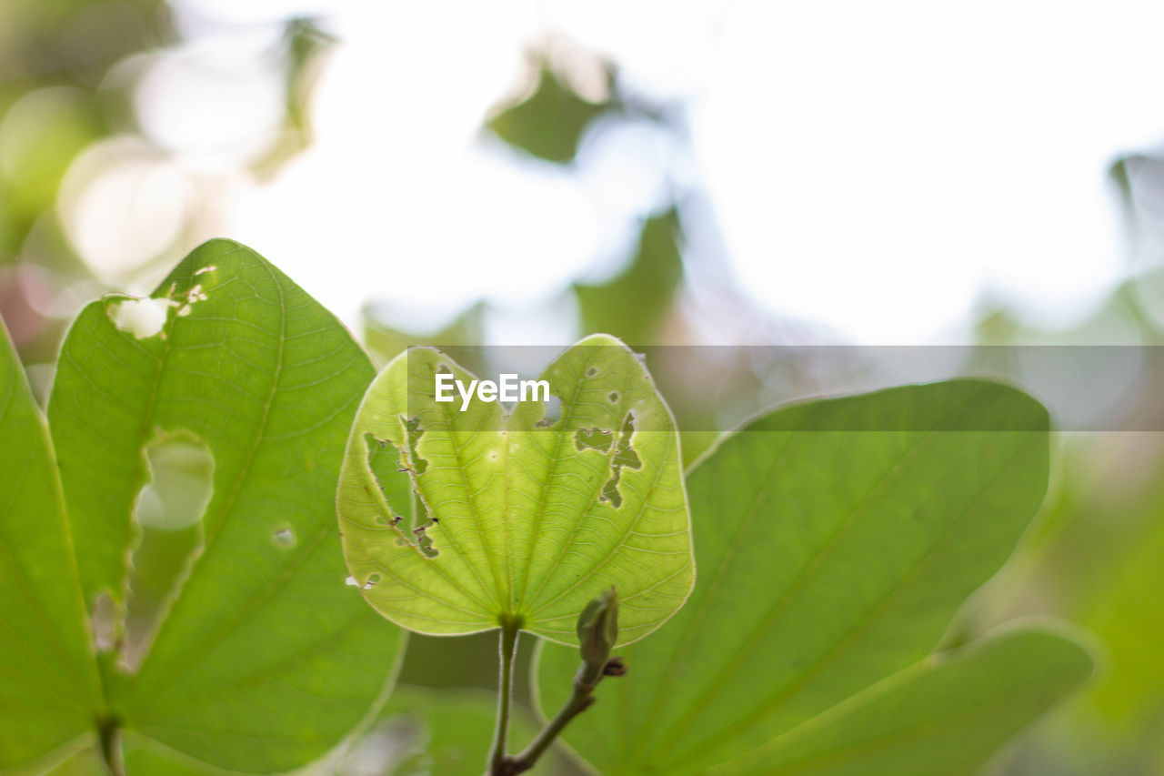 CLOSE-UP OF LEAVES