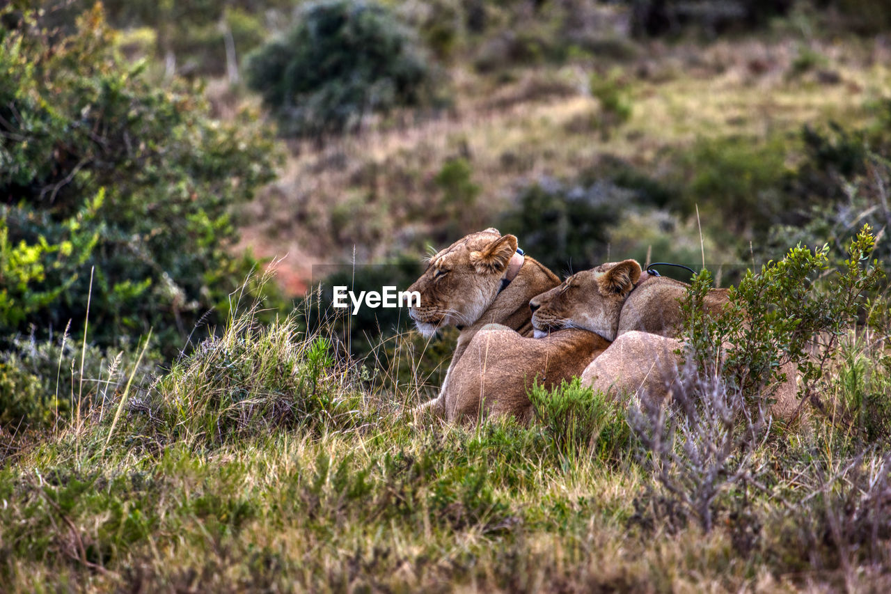 Lionesses resting in forest