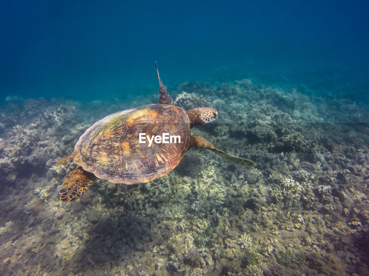 VIEW OF TURTLE IN SEA
