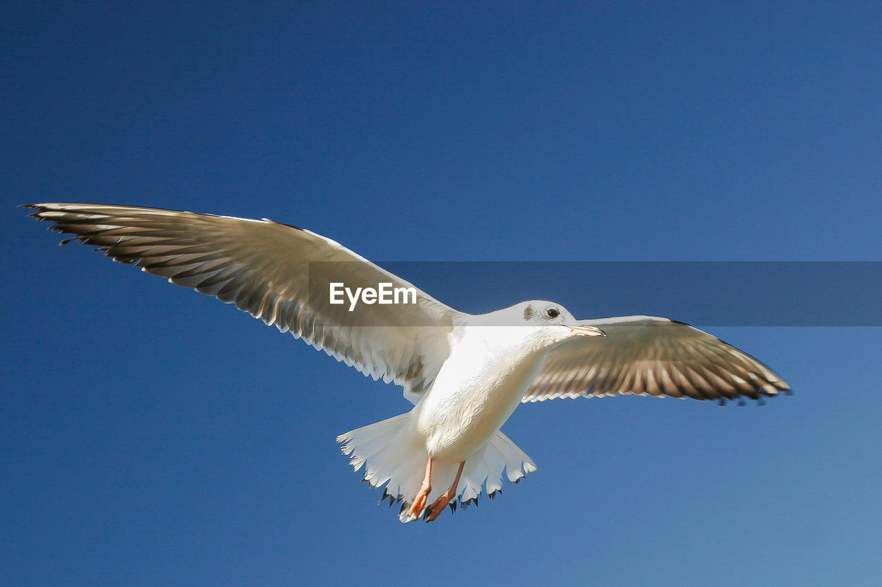 LOW ANGLE VIEW OF SEAGULL FLYING IN SKY