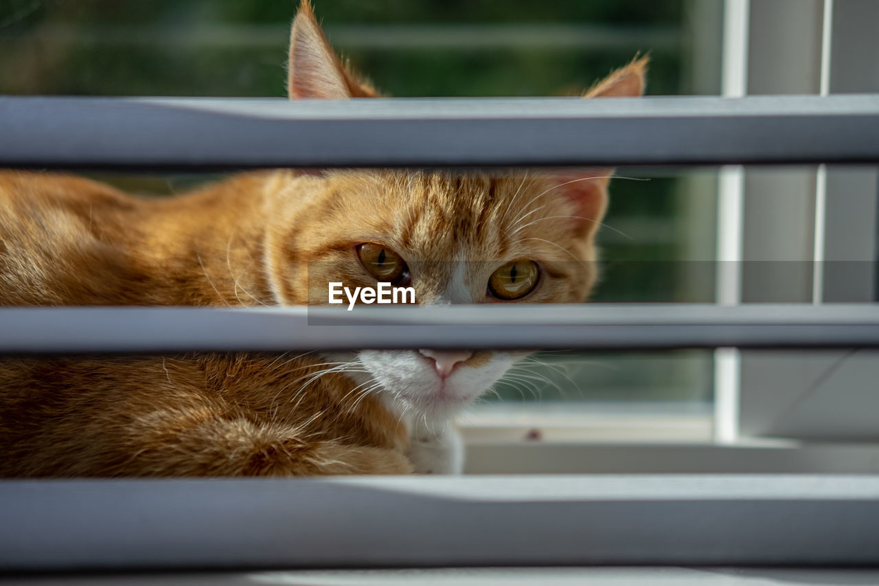 Portrait of cat seen through window