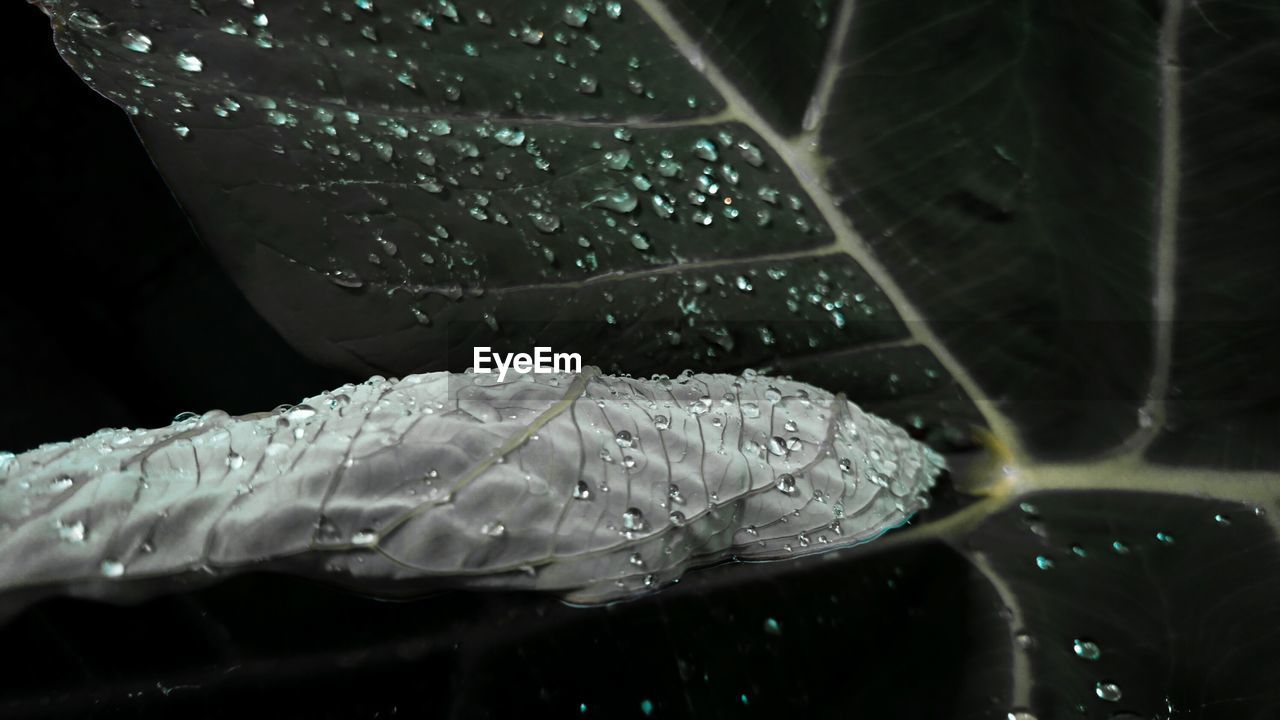 CLOSE-UP OF WATERDROPS ON LEAF