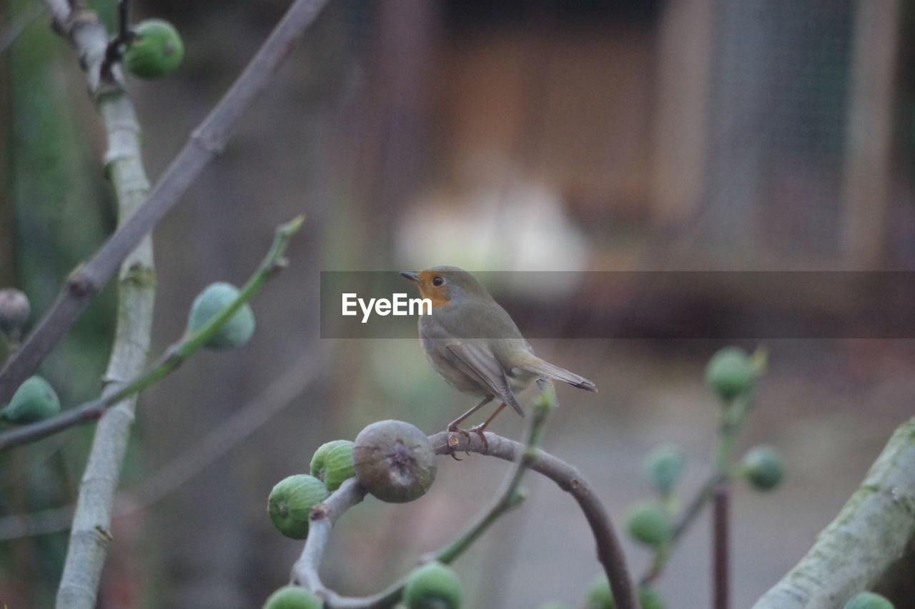 Close-up of bird perching on branch