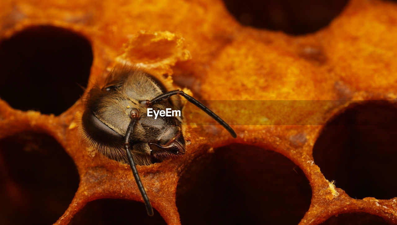 High angle view of honey bee in honeycomb