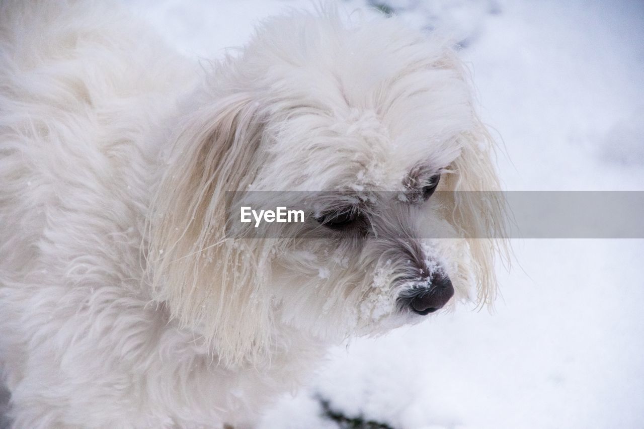 Close-up of dog during winter