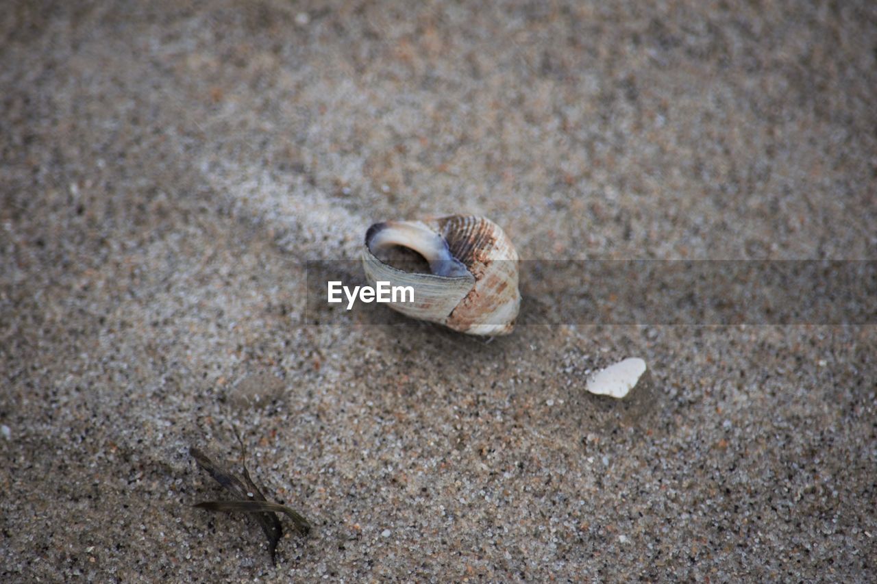 CLOSE-UP OF SHELLS