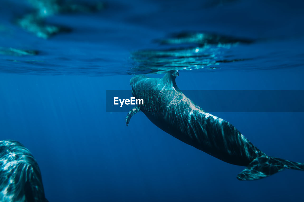 Fish swimming in sea