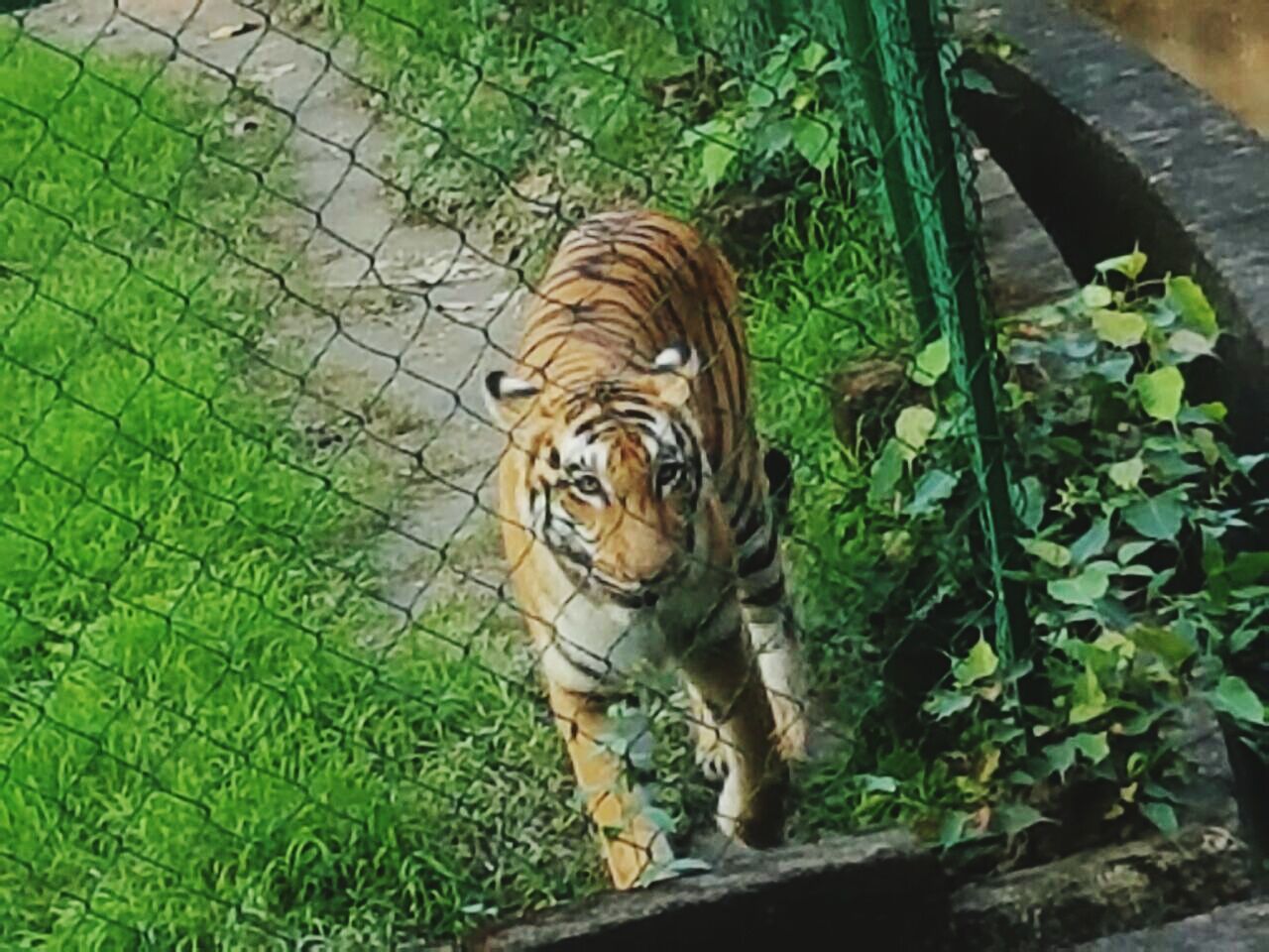 HIGH ANGLE VIEW OF TIGER IN WATER