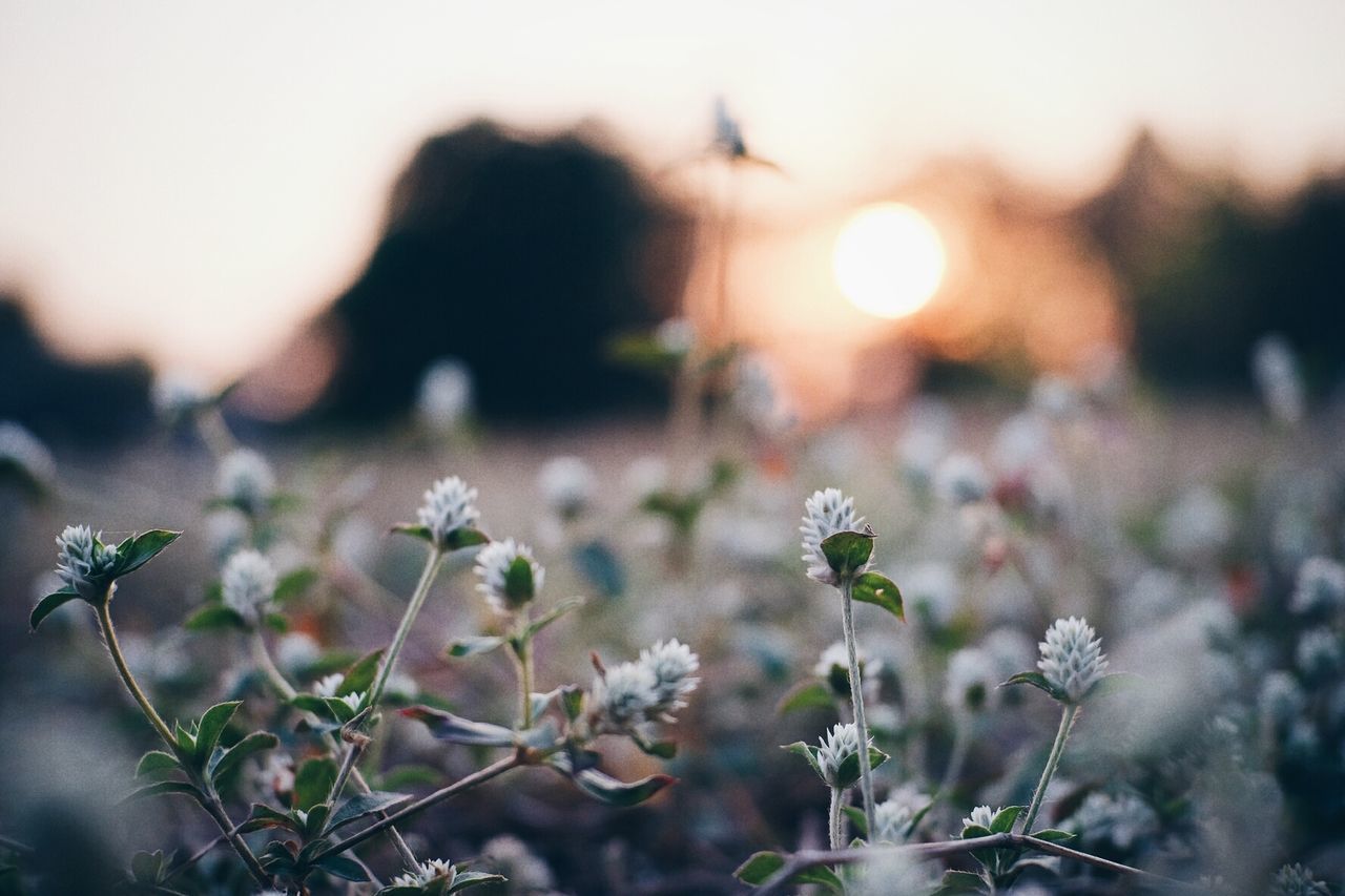 White flowers growing on field during sunset