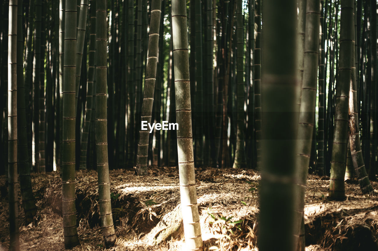 Bamboos growing in forest