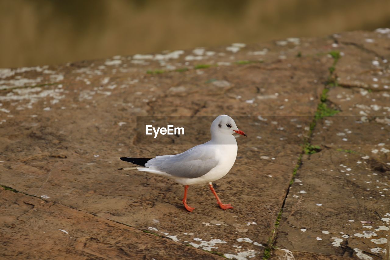 HIGH ANGLE VIEW OF SEAGULL