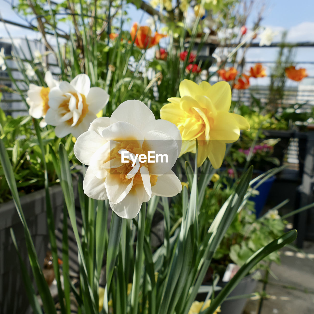 Close-up of white and yellow flowers