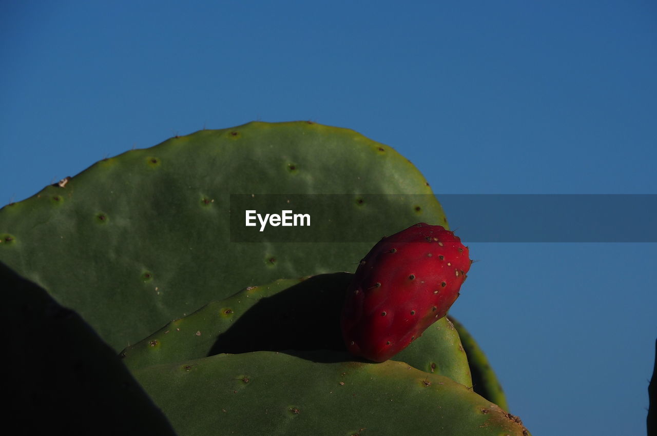 CLOSE-UP OF RED CACTUS GROWING AGAINST CLEAR SKY