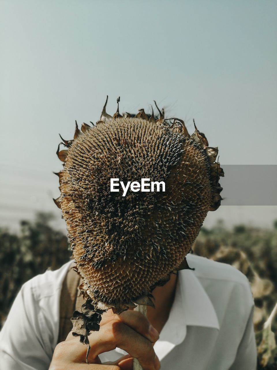 Midsection of man holding dry sunflower against sky