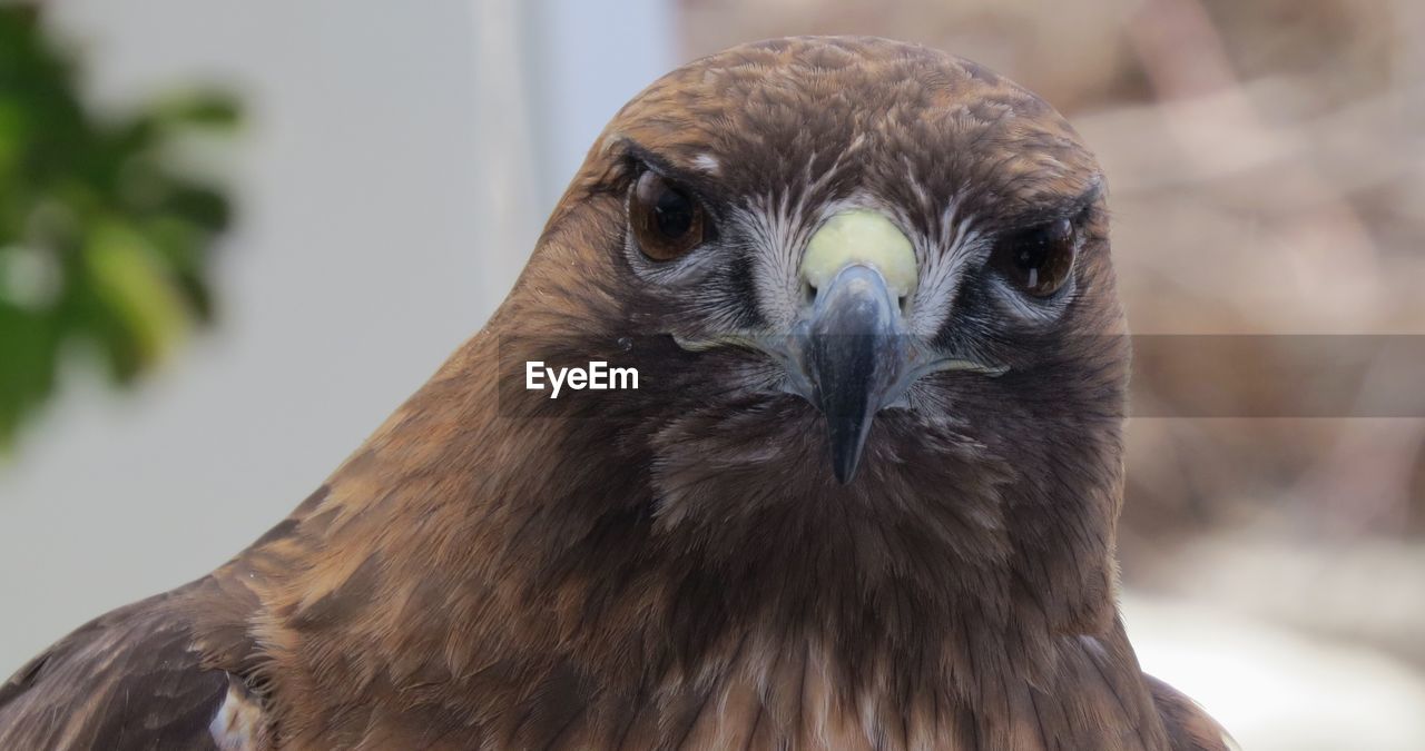 CLOSE-UP PORTRAIT OF OWL