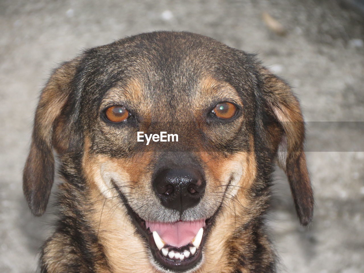 Close-up portrait of dog