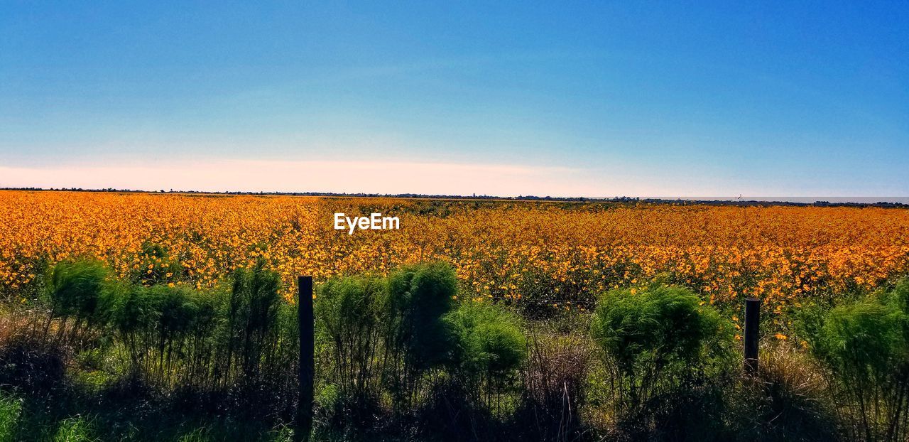 SCENIC VIEW OF FIELD AGAINST CLEAR SKY DURING SUNSET