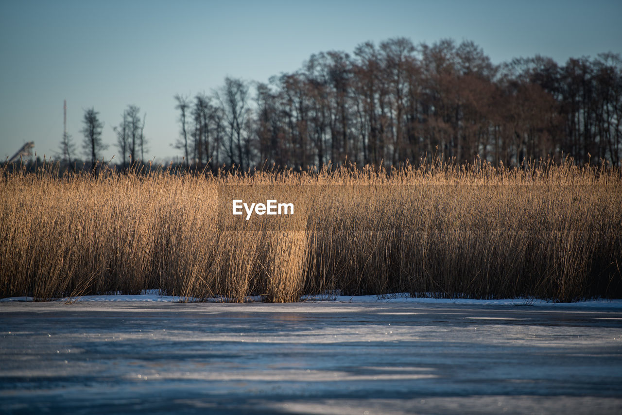 Scenic view of reed by lake during winter