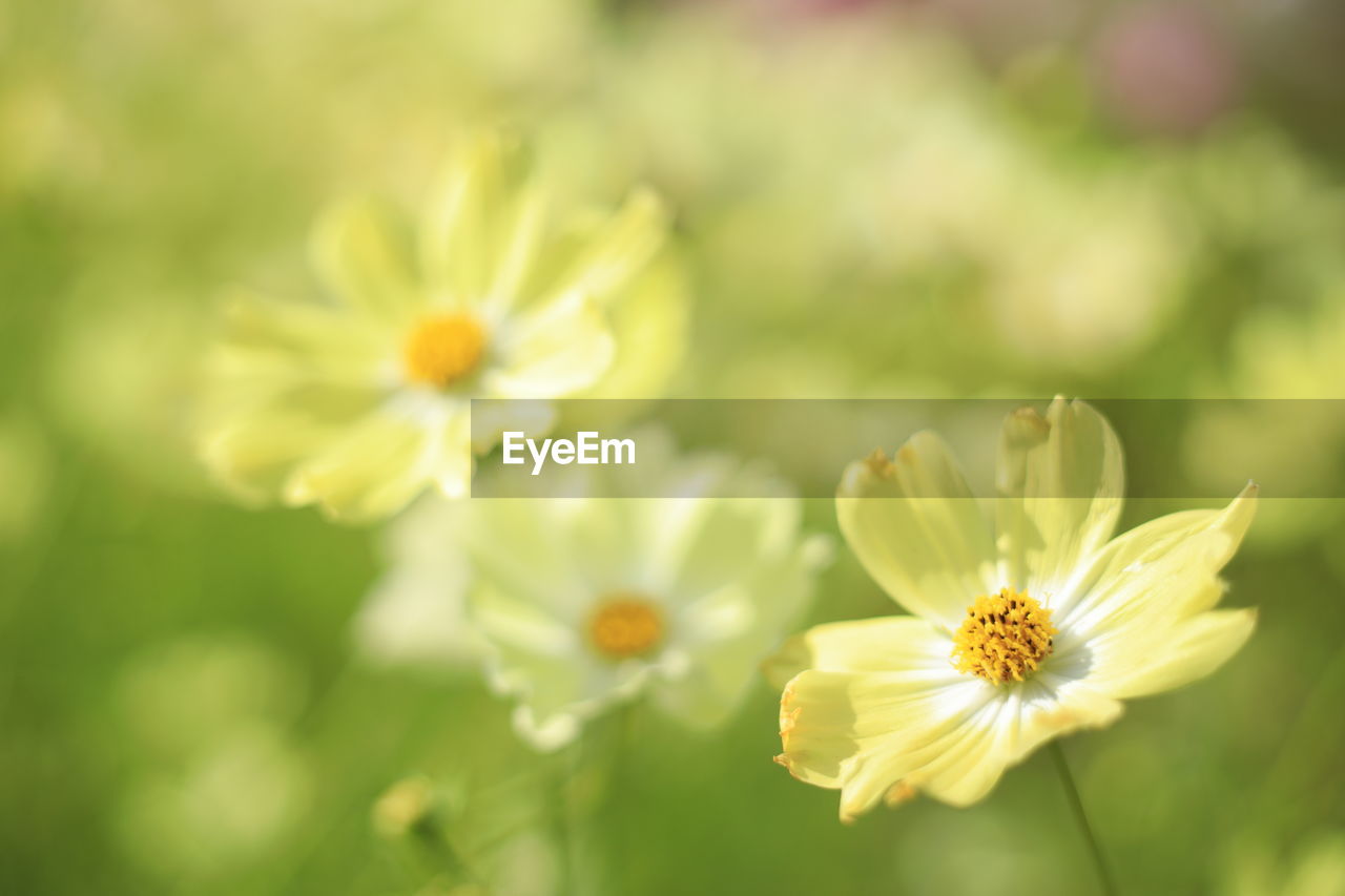 CLOSE-UP OF YELLOW FLOWERS