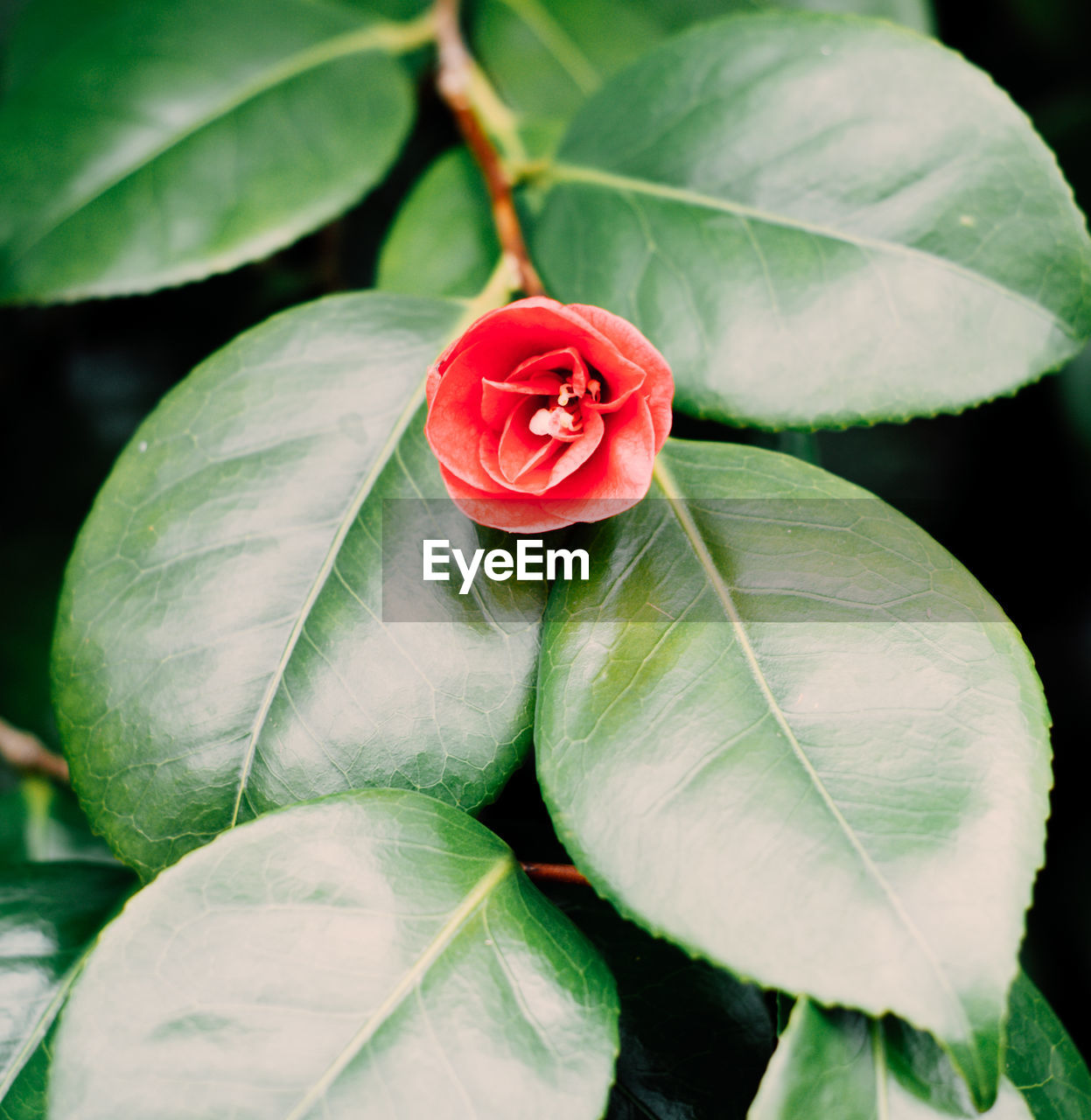 Close-up of red rose flower