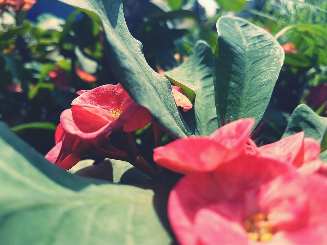 CLOSE-UP OF RED PLANT