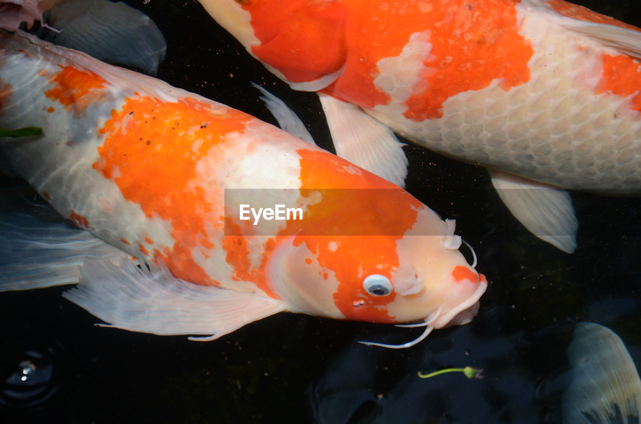 CLOSE-UP OF KOI CARPS SWIMMING