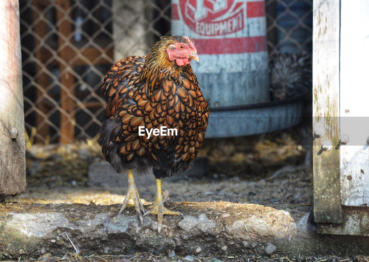 Close-up of rooster