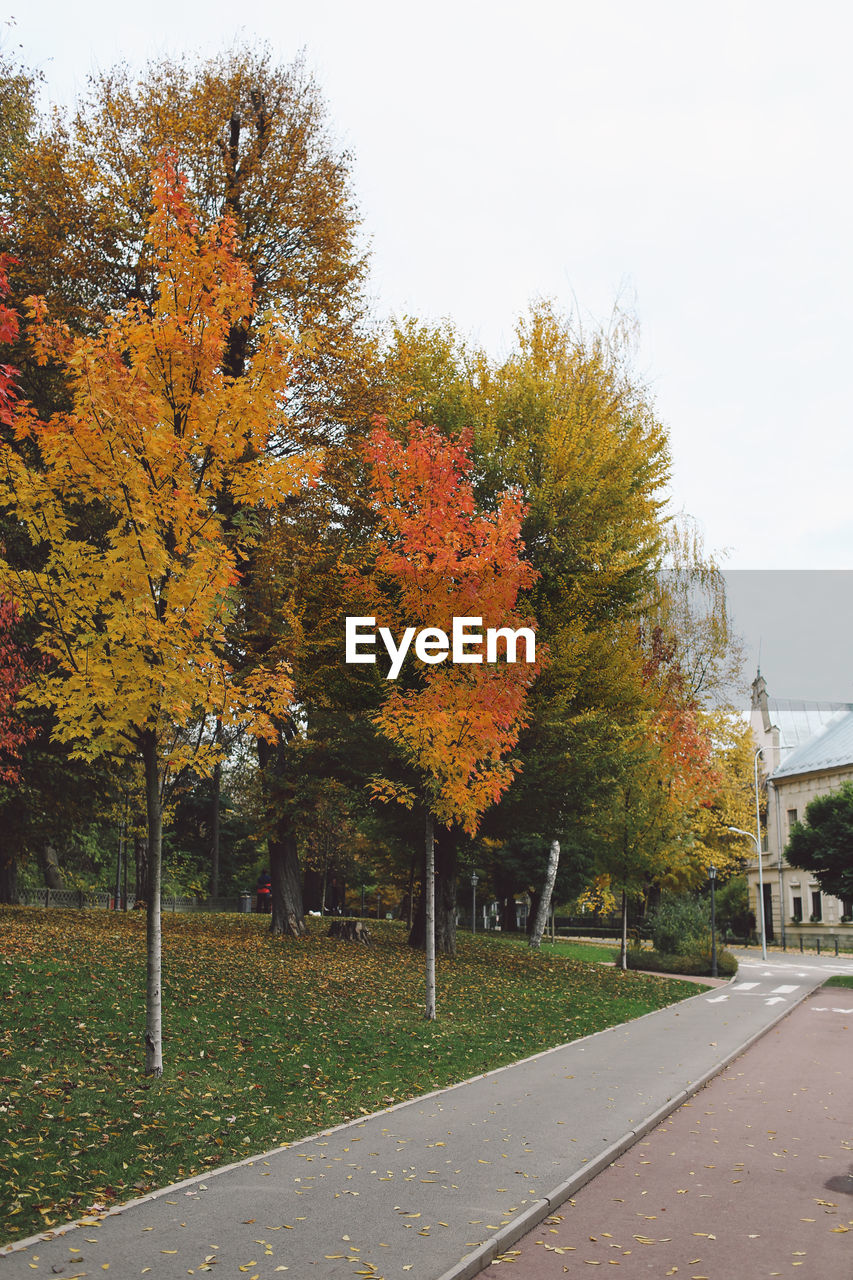 Road amidst trees in park during autumn