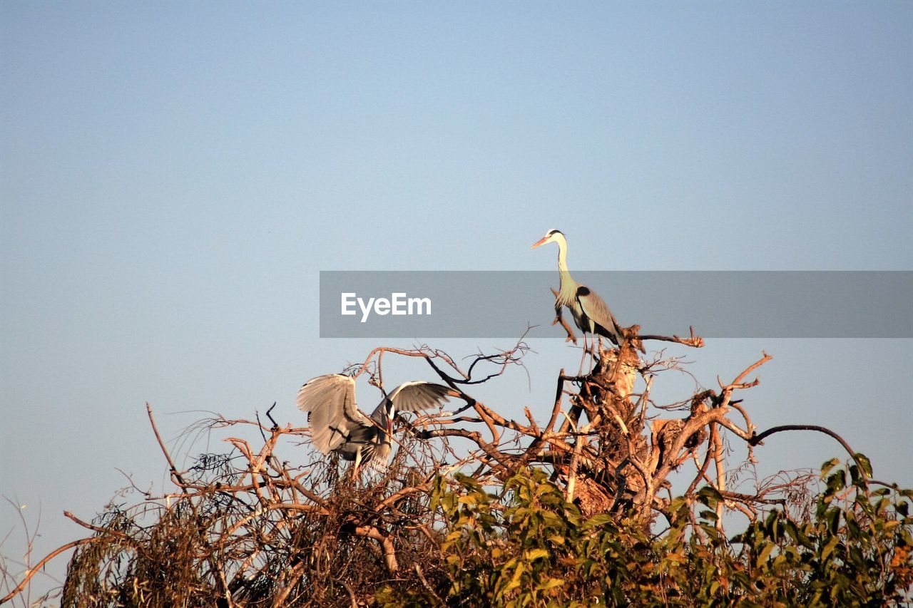 Low angle view of cranes perching on branch