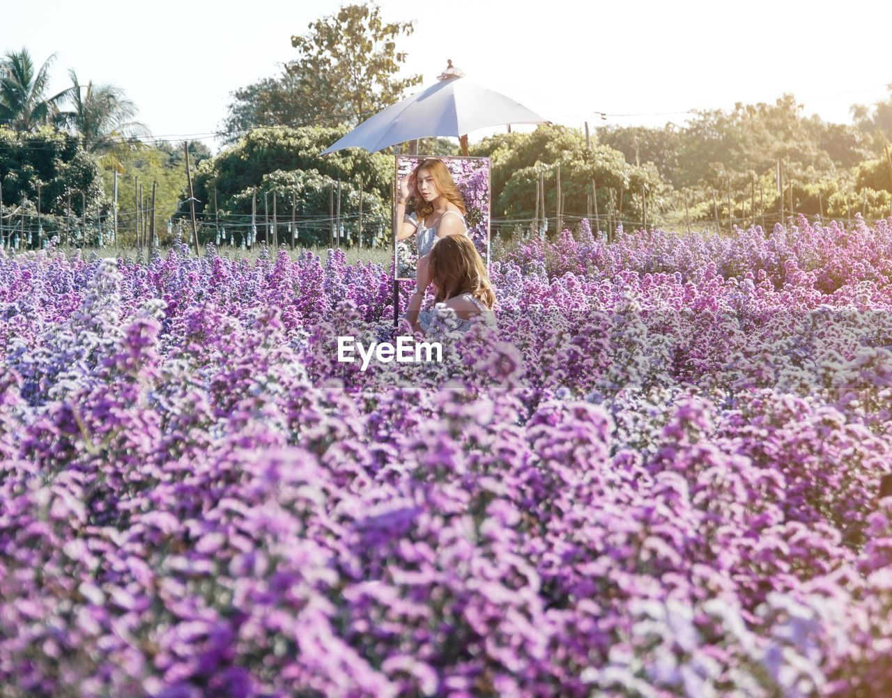 PURPLE FLOWERS ON FIELD BY LAND