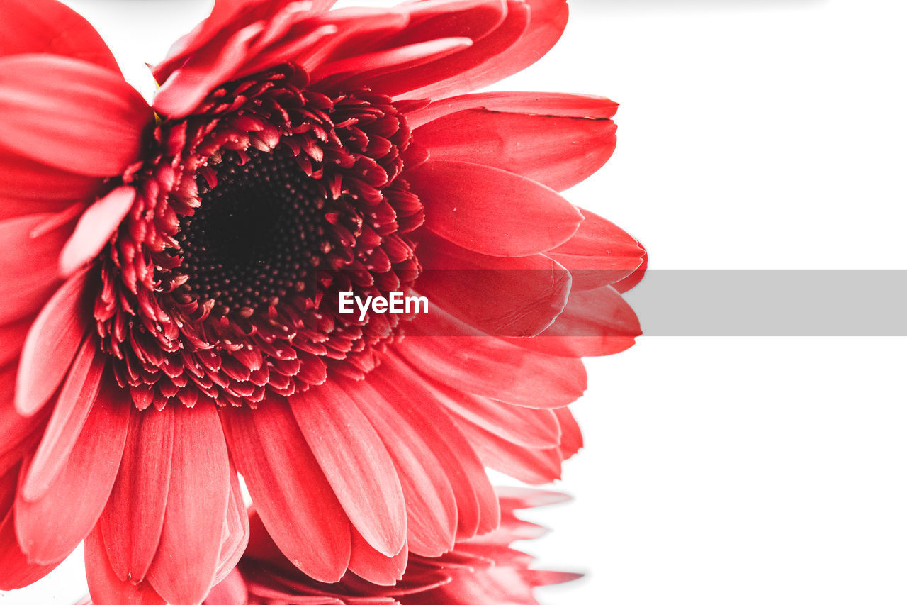 flower, flowering plant, beauty in nature, plant, red, petal, freshness, flower head, inflorescence, close-up, fragility, pink, nature, growth, pollen, daisy, studio shot, gerbera daisy, no people, white background, cut out, cut flowers, indoors