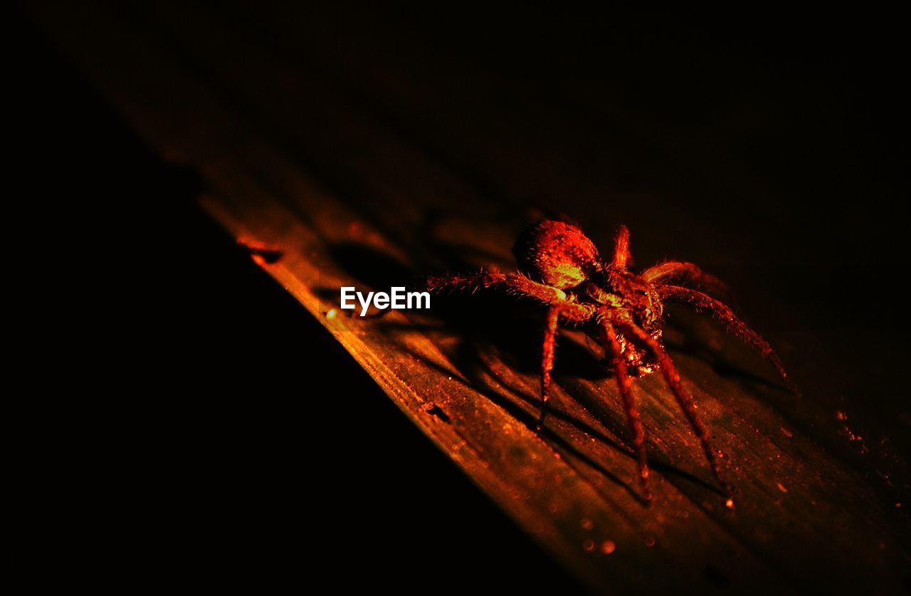 High angle view of spider on table