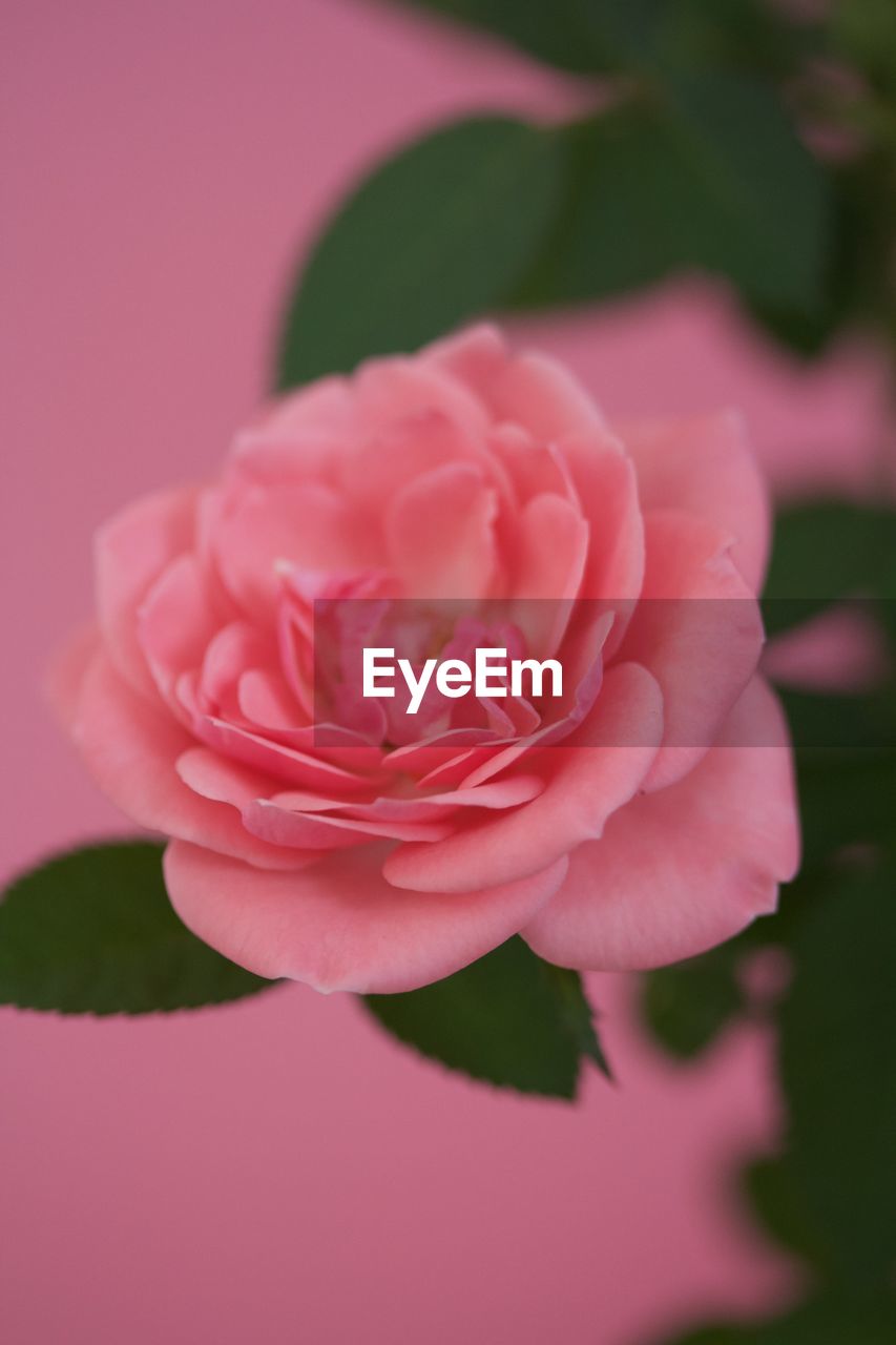 CLOSE-UP OF PINK ROSES