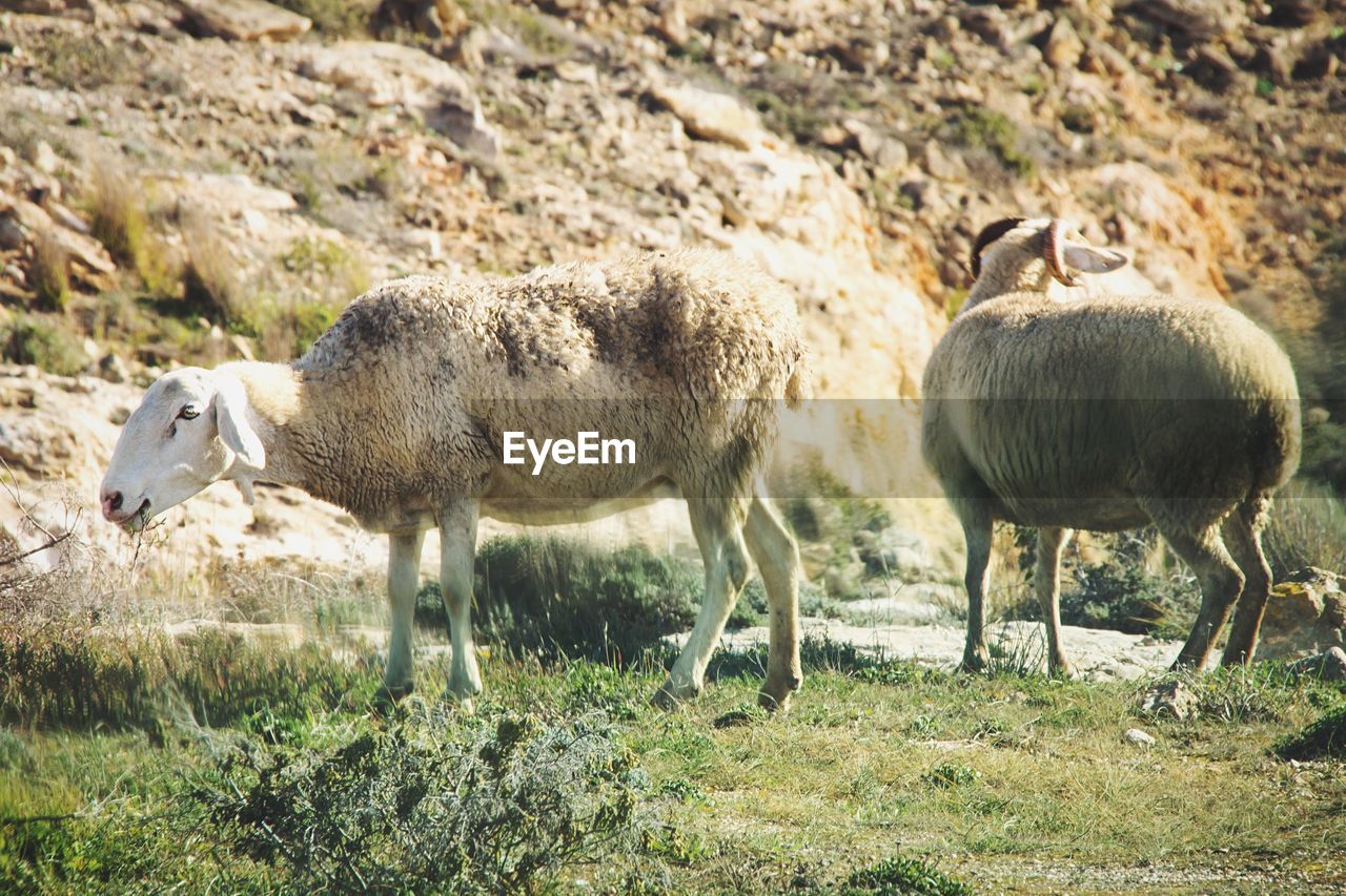 Flock of sheep grazing on grassy field