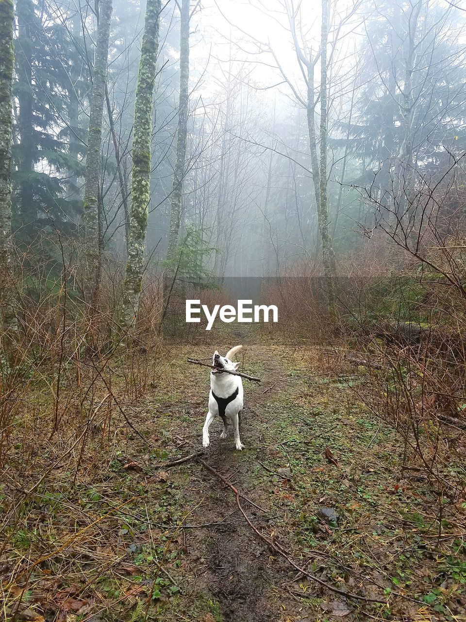 DOG STANDING BY BARE TREE IN FOREST