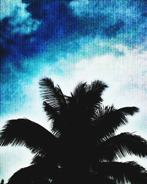 CLOSE-UP LOW ANGLE VIEW OF PALM TREE AGAINST SKY