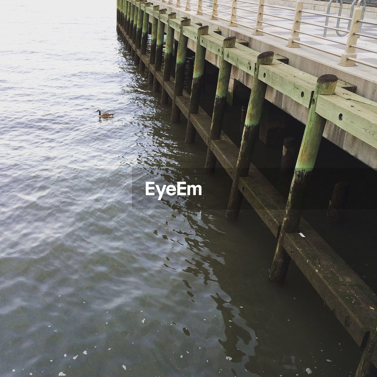 High angle view of canada goose swimming by pier in hudson river