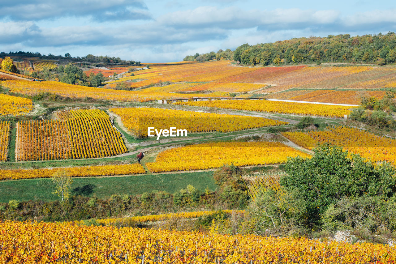 Scenic view of vineyards during autumn