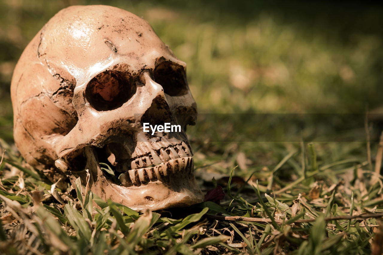 Close-up of human skull on field