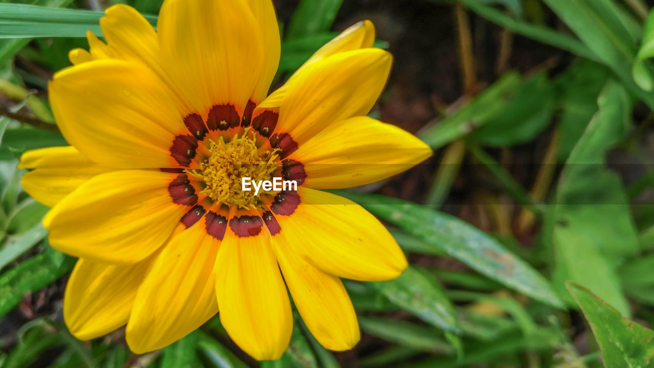 CLOSE-UP OF YELLOW FLOWER AND PLANTS