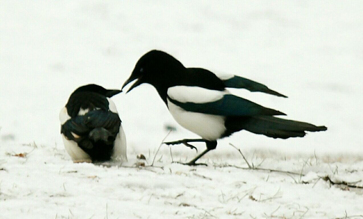 bird, animals in the wild, animal themes, nature, field, animal wildlife, snow, winter, no people, outdoors, day, cold temperature, togetherness, close-up