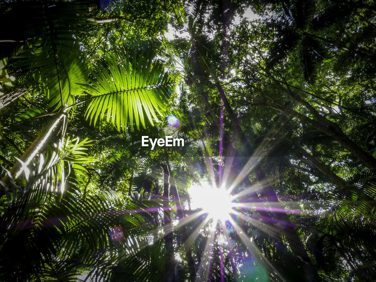 LOW ANGLE VIEW OF TREES