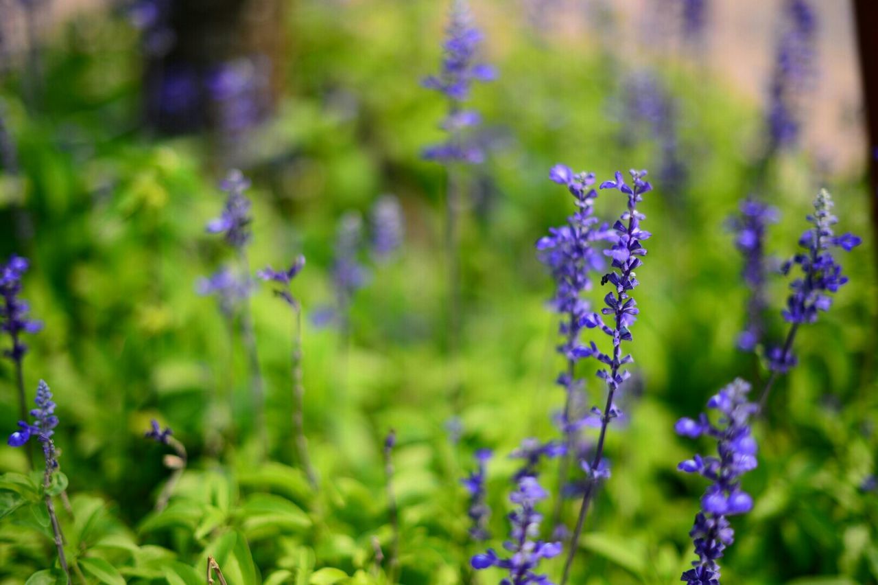 Close-up of purple flowers blooming outdoors